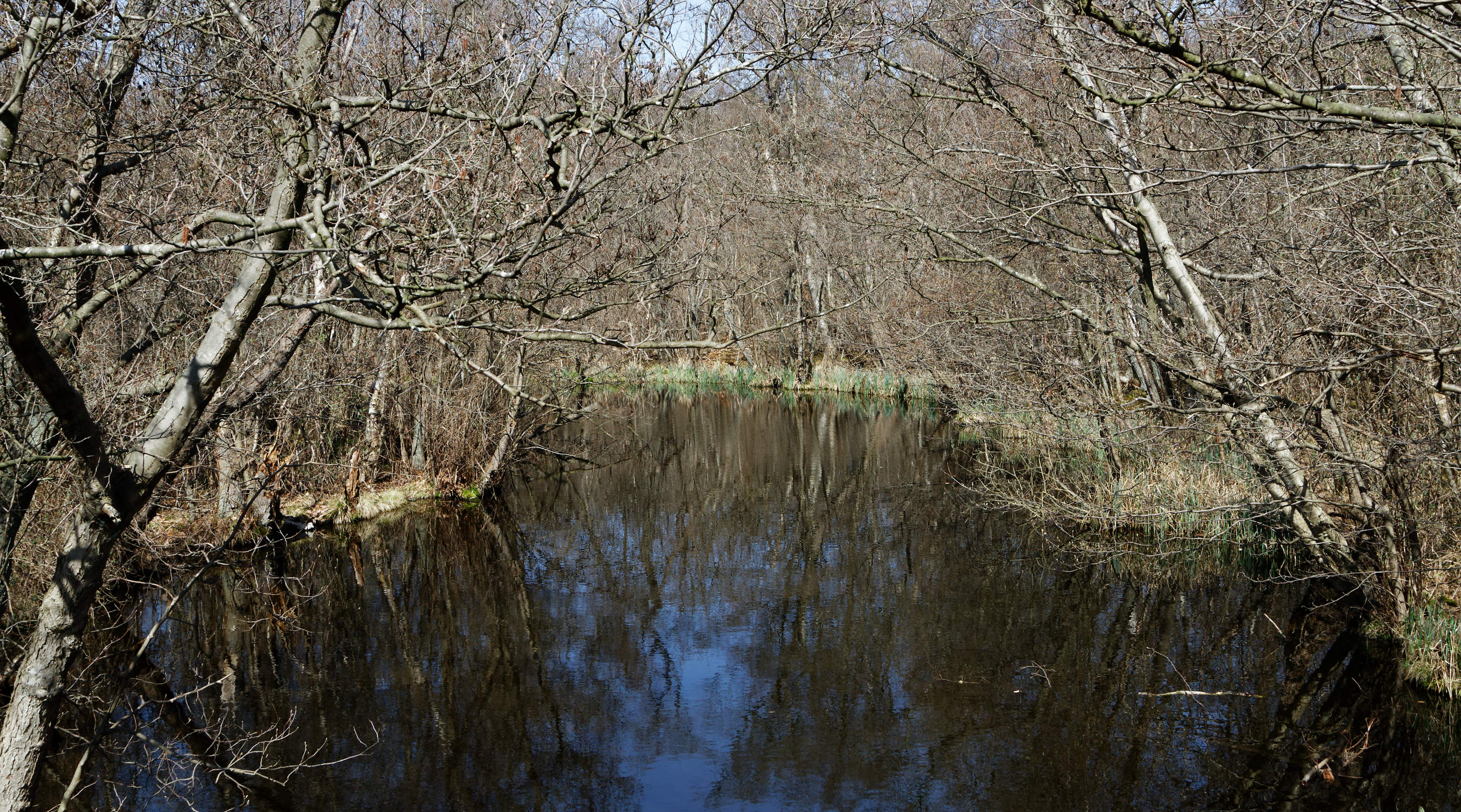 20210420 Lyngby Sø 53